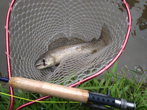 アメマスの釣果