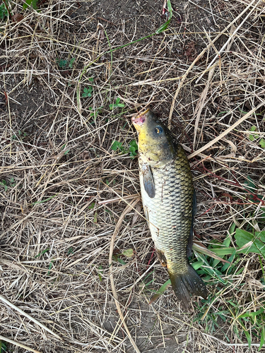 コイの釣果