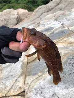 キジハタの釣果