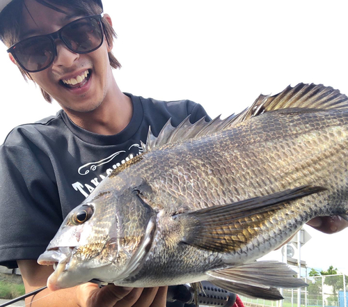 チヌの釣果