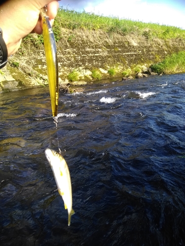 アユの釣果