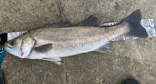 スズキの釣果