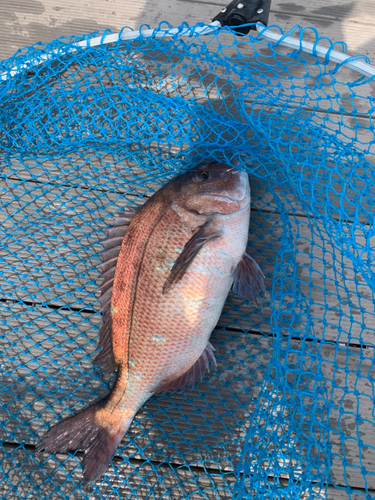 マダイの釣果