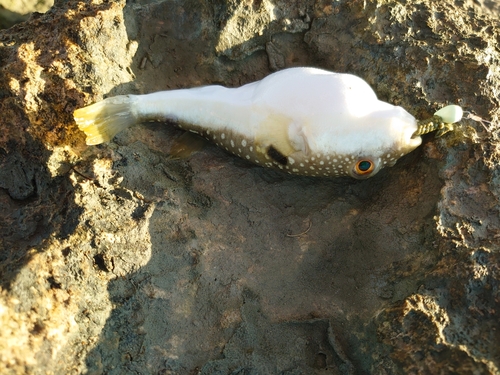 オキナワフグの釣果