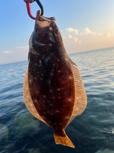 ソゲの釣果