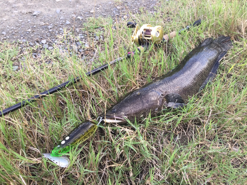 ライギョの釣果