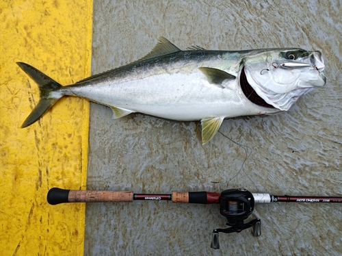 ハマチの釣果