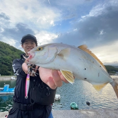 カンパチの釣果