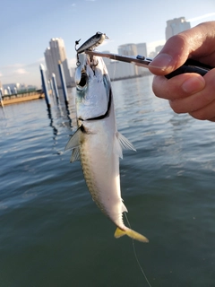 サバの釣果