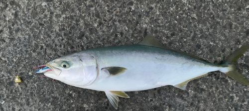 イナダの釣果