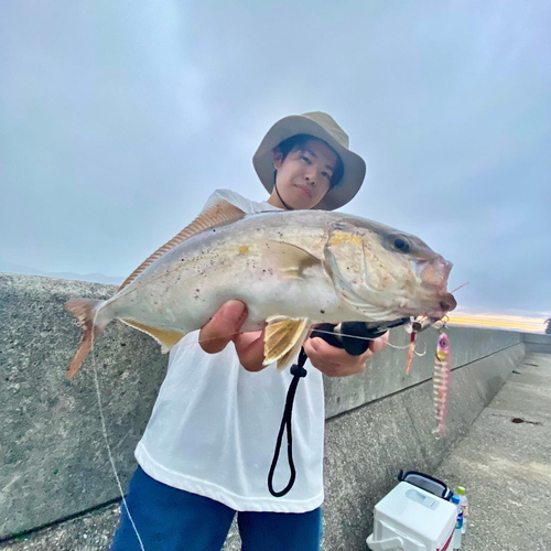 カンパチの釣果