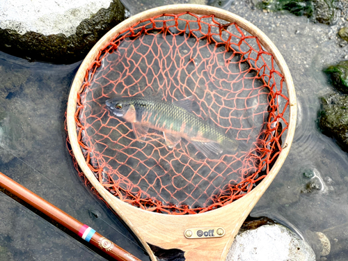 オイカワの釣果