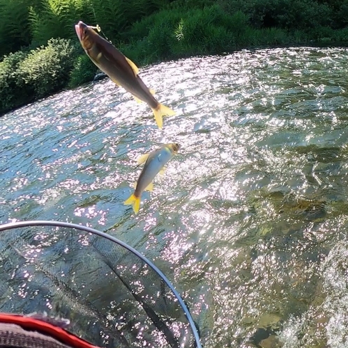 アユの釣果