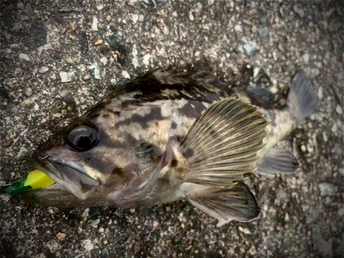 クロソイの釣果