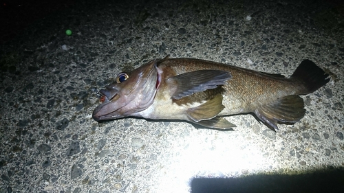 ガヤの釣果