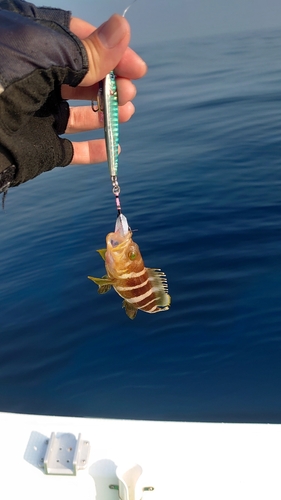 アオナの釣果