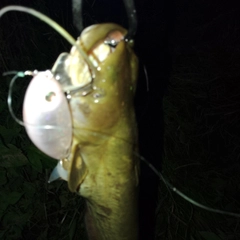 ナマズの釣果