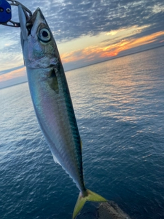 サバの釣果