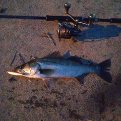 セイゴ（マルスズキ）の釣果