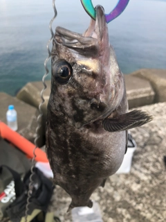 ソイの釣果