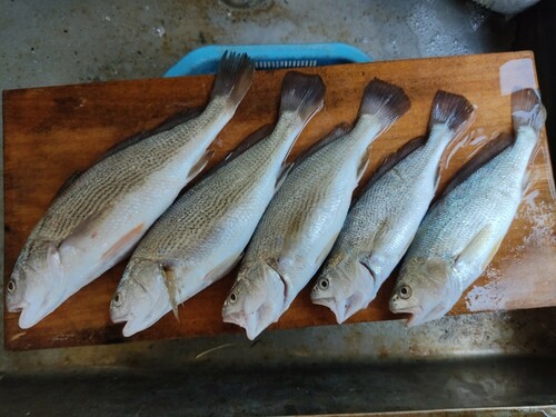 イシモチの釣果