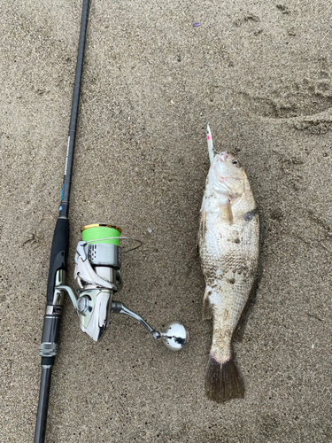 イシモチの釣果