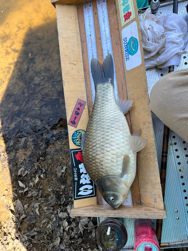 ヘラブナの釣果