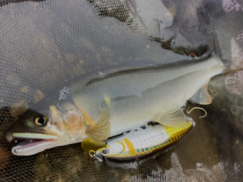 アユの釣果