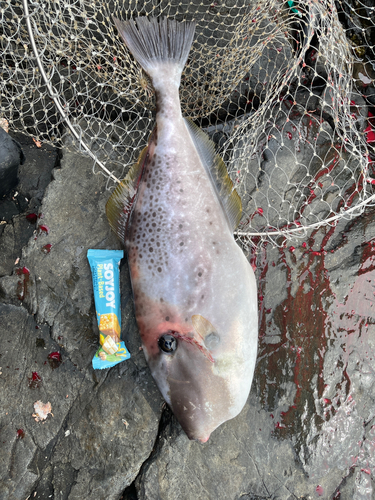 ウスバハギの釣果