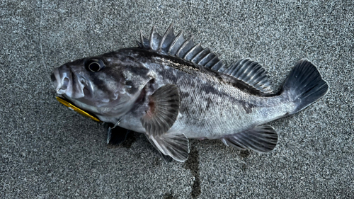 クロソイの釣果