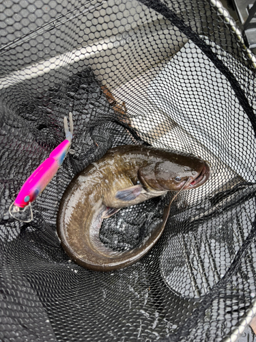 ナマズの釣果