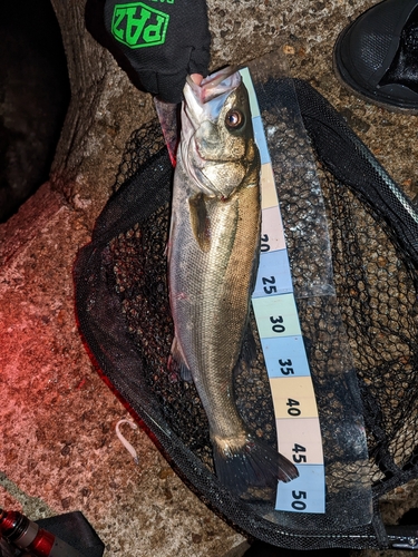 セイゴ（マルスズキ）の釣果