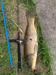 コイの釣果