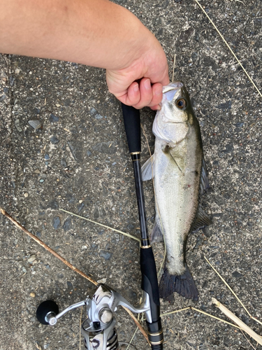 セイゴ（マルスズキ）の釣果