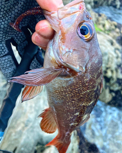 エゾメバルの釣果