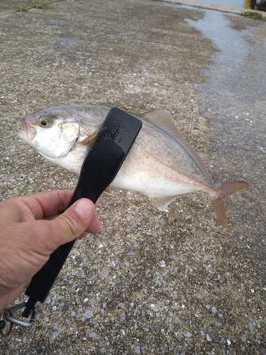 ネリゴの釣果