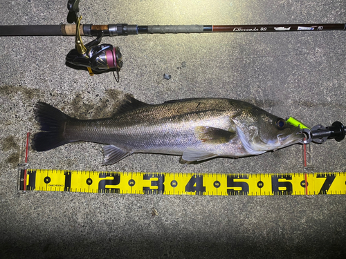 シーバスの釣果