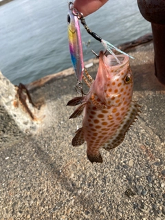 オオモンハタの釣果