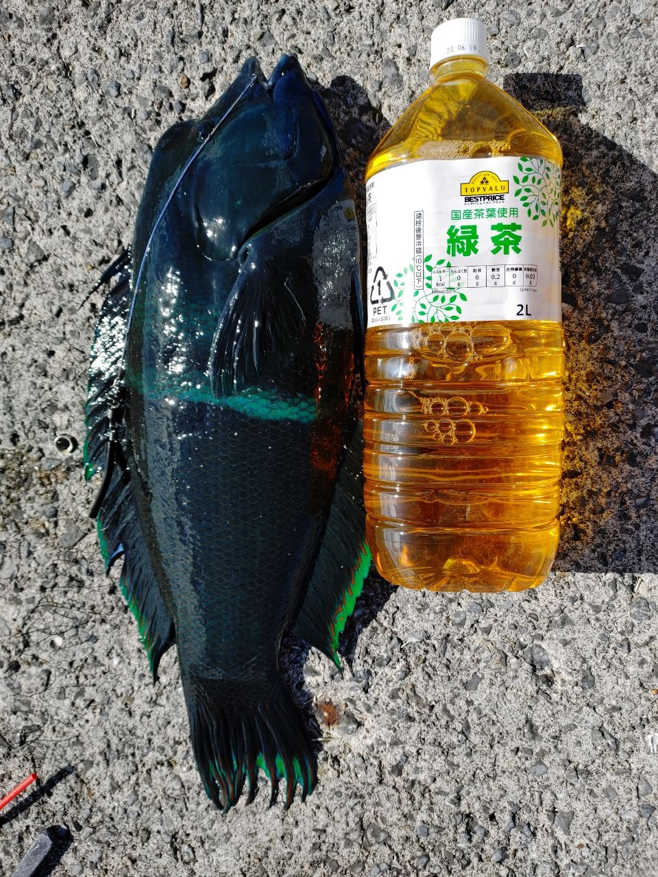 カンムリベラ