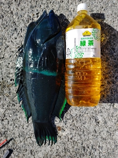 カンムリベラの釣果