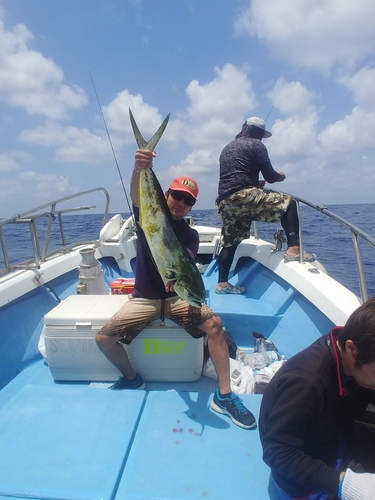 シイラの釣果