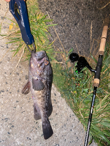 クロソイの釣果