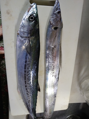 サゴシの釣果