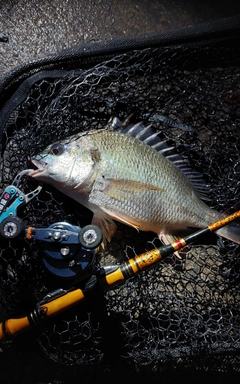 キビレの釣果