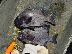 イシガキダイの釣果