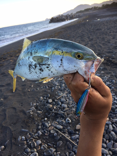 ワカシの釣果