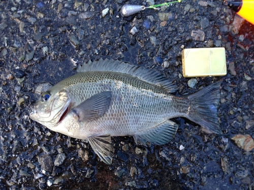 メジナの釣果