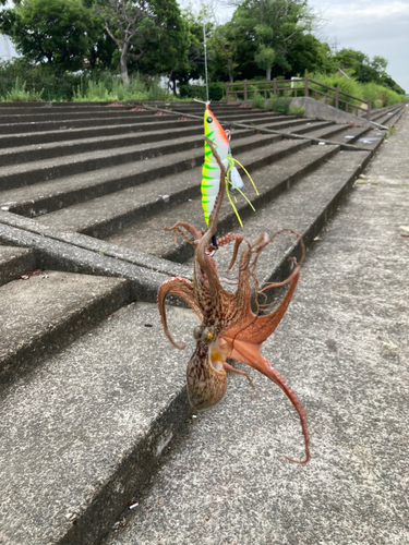 タコの釣果