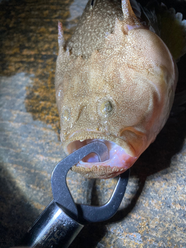 キビレミシマの釣果