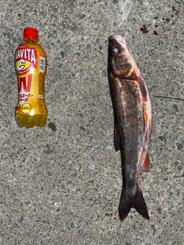 ウグイの釣果